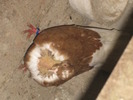 11736130_GWLPWHCWN