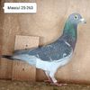 Mascul 25-263....-10 lei