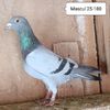 Mascul 25-180....-10 lei