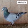 Mascul 25-878