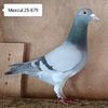 Mascul 25-879....-10 lei