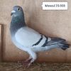 Mascul 25-303
