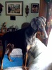 doberman