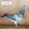 Femela 23-923