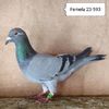 Femela 23-593