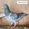 Mascul 25-797