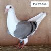 Pui 26-164....-20 lei