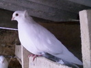 femela
