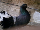 rotata