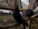jucator&simi