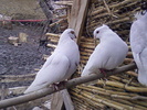 jucatori(vanduti)