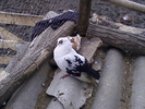 jucatori(vanduti)