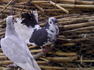 carier%rotat(vanduti)