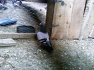 mascul05