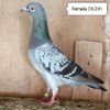 Femela 23-241....-10 lei