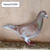 Mascul 25-858....-15 lei