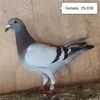 Femela 25-328....-10 lei
