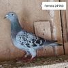 Femela 24-960....-10 lei