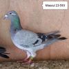 Mascul 23-593....-10 lei
