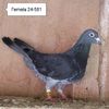 Femela 24-581....-10 lei