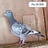 Pui 26-008....-10 lei