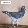 Pui 26-004....-10 lei