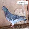 Pui 22-318....-10 lei