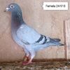 Femela 24-918....-10 lei