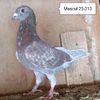 Mascul 25-313....-15 lei