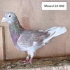 Mascul 24-440....-15 lei