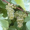 Chardonnay