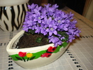 Campanula