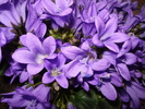 DSC00776