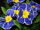 Primula