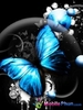 blue_butterfly_2