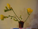 P1010283 frezii