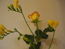 P1010280 flori 8 .03.2010