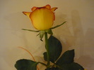 P1010282 trandafir