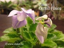 Jimmy's Orchid Fusion