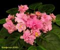 Konfetka(RU)(Makuni) / Sweety