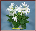 lunar_lily1