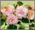 Ma's Corsage