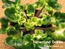 Neverland Dreams ( Senk's )