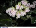 Pink Lady