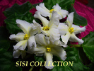 Senk's Yellow Starfish