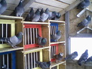 Fotografii-0101