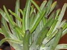 Cotyledon orbiculata v. oblonga