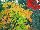 autumn-nature-wallpaper-29