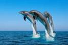delfin