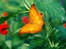 orange-butterfly